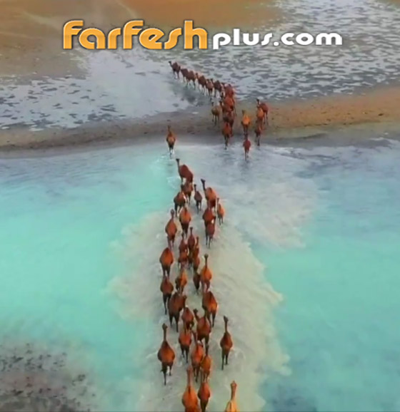 تخطف الأنظار.. إبل تتبختر عابرة شاطئ عسير بحثا عن أشجار المانجروف صورة رقم 3