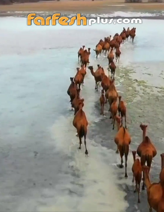 تخطف الأنظار.. إبل تتبختر عابرة شاطئ عسير بحثا عن أشجار المانجروف صورة رقم 4
