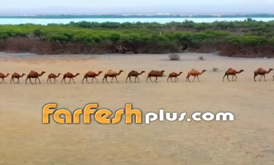 تخطف الأنظار.. إبل تتبختر عابرة شاطئ عسير بحثا عن أشجار المانجروف صورة رقم 5