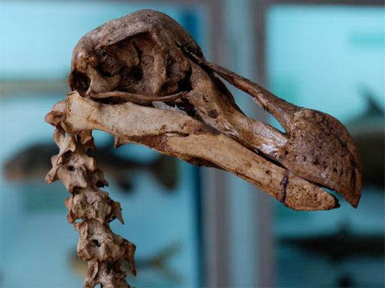 فيروس الزومبي وطائر منقرض..هكذا أعاد العلماء إحياء الماضي في 2023 صورة رقم 5