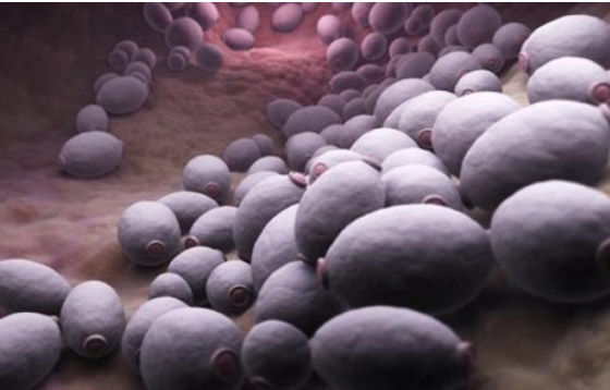 بعد وفاة جندي إسرائيلي بنوع مجهول منها التقطه في قطاع غزة.. أخطر 10 فطريات فتاكة مسببة للعدوى والموت صورة رقم 4