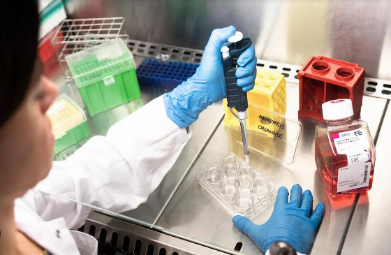 بعد وفاة جندي إسرائيلي بنوع مجهول منها التقطه في قطاع غزة.. أخطر 10 فطريات فتاكة مسببة للعدوى والموت صورة رقم 5