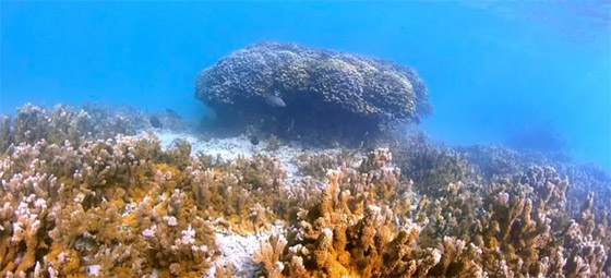 مخاوف 2024.. تحذيرات من تحول المناخ إلى وحش كاسر متطرف! صورة رقم 4