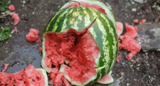 أشهر 10 فضائح غذائية صادمة كُشفت في التاريخ! صورة رقم 9