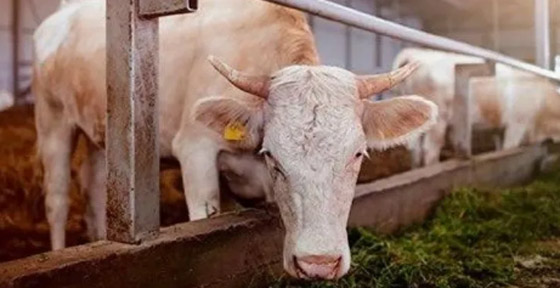 أشهر 10 فضائح غذائية صادمة كُشفت في التاريخ! صورة رقم 4