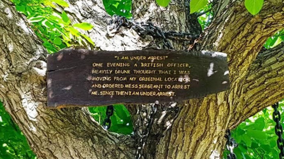 اعتقال شجرة منذ 125 عاماً في باكستان.. ما القصة؟ صورة رقم 3