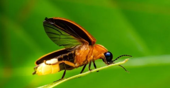 9 أشياء في طريقها إلى الانقراض عن وجه الأرض! صورة رقم 1