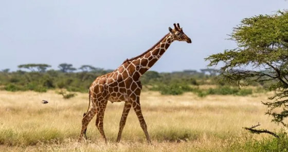 9 أشياء في طريقها إلى الانقراض عن وجه الأرض! صورة رقم 3