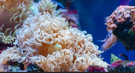 9 أشياء في طريقها إلى الانقراض عن وجه الأرض! صورة رقم 4