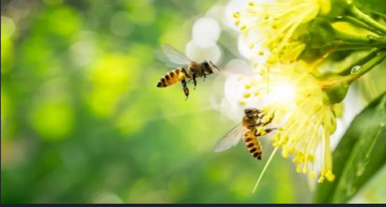 9 أشياء في طريقها إلى الانقراض عن وجه الأرض! صورة رقم 7