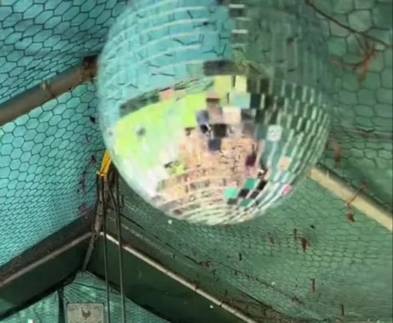 فندق خاص بالدجاج.. تتناول طعامها على موسيقى بيونسيه صورة رقم 4