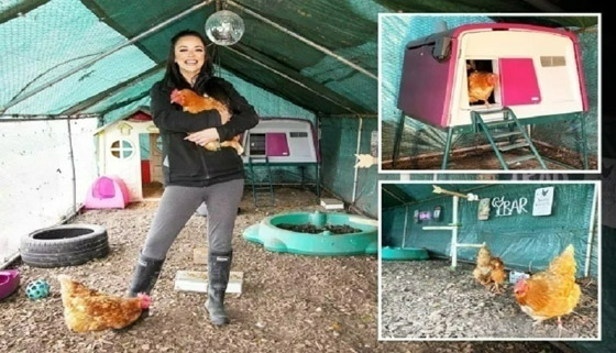 فندق خاص بالدجاج.. تتناول طعامها على موسيقى بيونسيه صورة رقم 3