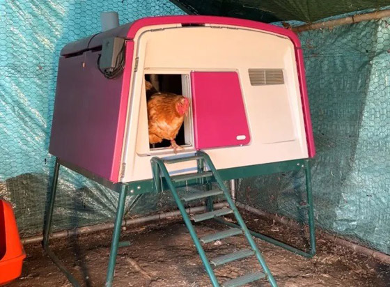 فندق خاص بالدجاج.. تتناول طعامها على موسيقى بيونسيه صورة رقم 1