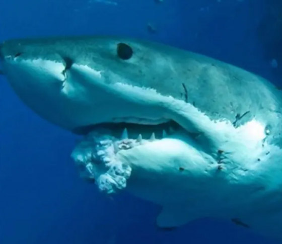 العلم يكذب 10 حقائق شائعة يؤمن بها الكثير من الناس! صورة رقم 1