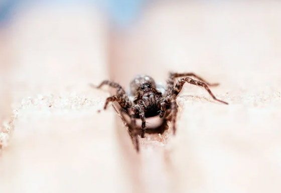 العلم يكذب 10 حقائق شائعة يؤمن بها الكثير من الناس! صورة رقم 3