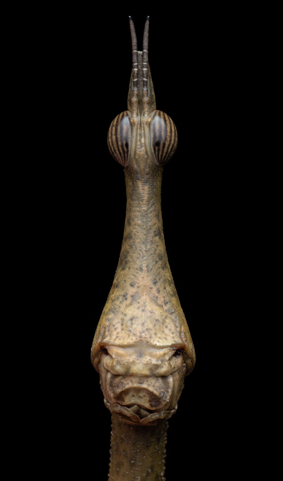 صور مدهشة: عجائب الطبيعة الخفية تتجلى بهذه الصور المقربة صورة رقم 9