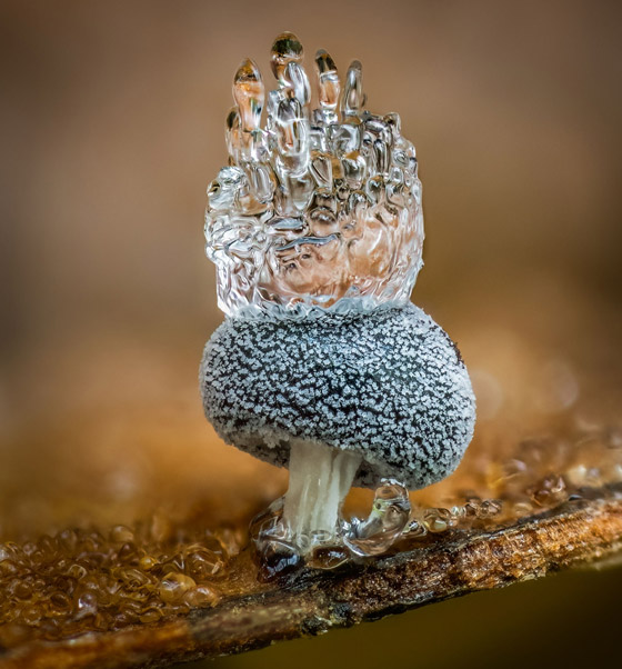صور مدهشة: عجائب الطبيعة الخفية تتجلى بهذه الصور المقربة صورة رقم 10