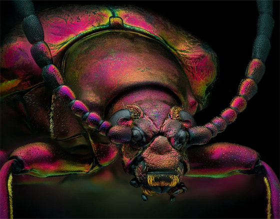 صور مدهشة: عجائب الطبيعة الخفية تتجلى بهذه الصور المقربة صورة رقم 13