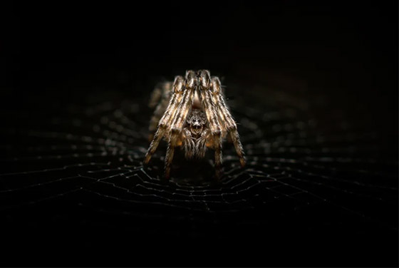 صور مدهشة: عجائب الطبيعة الخفية تتجلى بهذه الصور المقربة صورة رقم 14