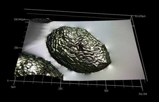 اختراق علمي لأصغر نبات على الأرض يعيش في الفضاء.. صور صورة رقم 2