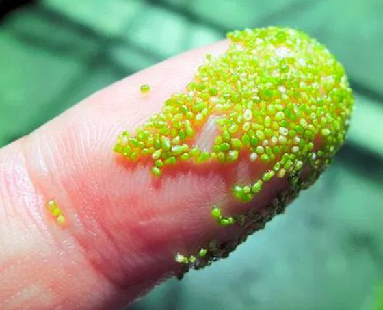 اختراق علمي لأصغر نبات على الأرض يعيش في الفضاء.. صور صورة رقم 5