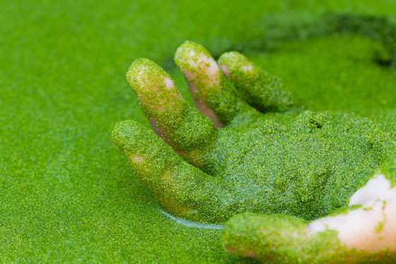 اختراق علمي لأصغر نبات على الأرض يعيش في الفضاء.. صور صورة رقم 7