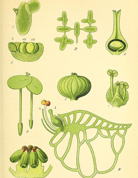 اختراق علمي لأصغر نبات على الأرض يعيش في الفضاء.. صور صورة رقم 8