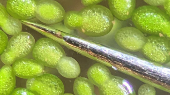 اختراق علمي لأصغر نبات على الأرض يعيش في الفضاء.. صور صورة رقم 9