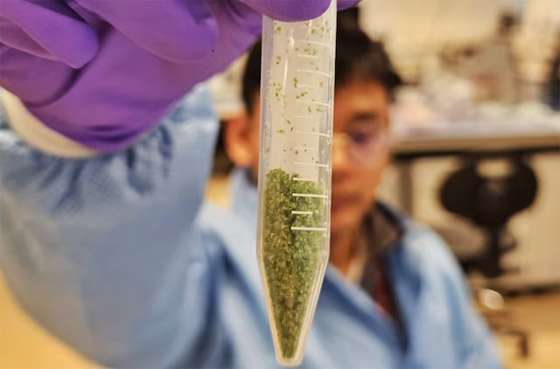 اختراق علمي لأصغر نبات على الأرض يعيش في الفضاء.. صور صورة رقم 4