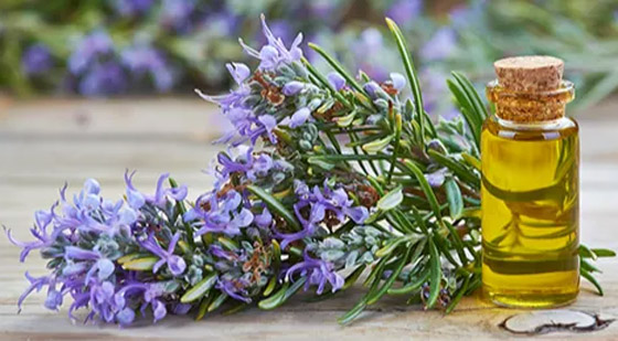 زيت إكليل الجبل.. علاج الأجداد لتطويل الشعر بشكل أسرع وأكثر سمكا صورة رقم 6