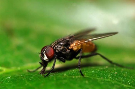 حالة طوارئ بسبب الذباب في ألمانيا! صورة رقم 1