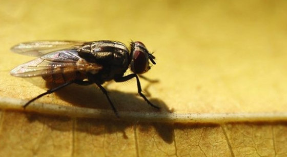 حالة طوارئ بسبب الذباب في ألمانيا! صورة رقم 4