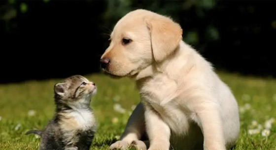 بشرى سارة.. اقتناء الحيوانات الأليفة يقي من الخرف صورة رقم 3