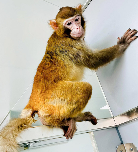 عمره عامان.. قرد (مستنسخ) يسجل أطول مدة على قيد الحياة صورة رقم 2