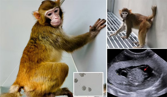 عمره عامان.. قرد (مستنسخ) يسجل أطول مدة على قيد الحياة صورة رقم 3