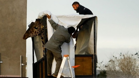 40 ساعة من السفر.. رحلة زرافة بحثاً عن الحب! صورة رقم 3