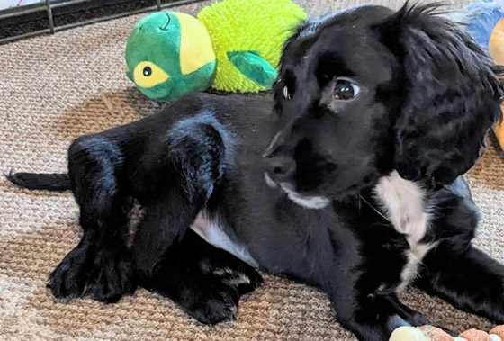 إزالة طرفين زائدين.. كلبة بـ6 قوائم تصبح بـ4! (صور) صورة رقم 3