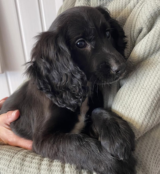 إزالة طرفين زائدين.. كلبة بـ6 قوائم تصبح بـ4! (صور) صورة رقم 4