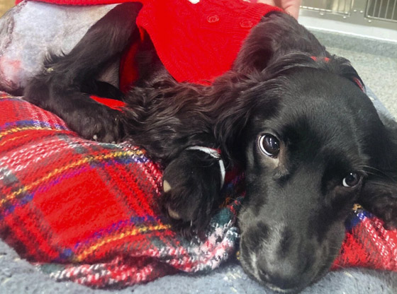 إزالة طرفين زائدين.. كلبة بـ6 قوائم تصبح بـ4! (صور) صورة رقم 5