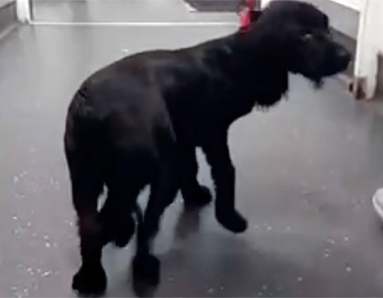 إزالة طرفين زائدين.. كلبة بـ6 قوائم تصبح بـ4! (صور) صورة رقم 6