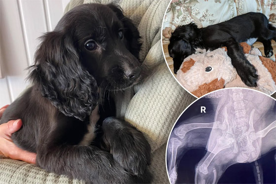 إزالة طرفين زائدين.. كلبة بـ6 قوائم تصبح بـ4! (صور) صورة رقم 1