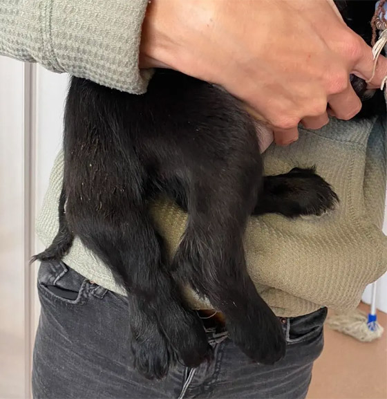 إزالة طرفين زائدين.. كلبة بـ6 قوائم تصبح بـ4! (صور) صورة رقم 8