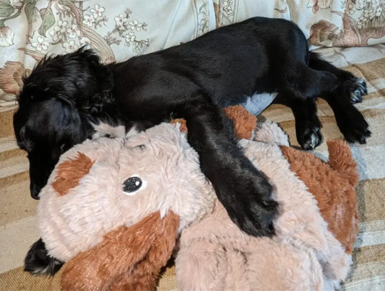 إزالة طرفين زائدين.. كلبة بـ6 قوائم تصبح بـ4! (صور) صورة رقم 9