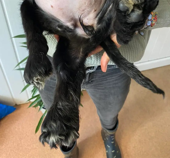 إزالة طرفين زائدين.. كلبة بـ6 قوائم تصبح بـ4! (صور) صورة رقم 10