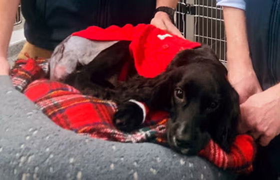 إزالة طرفين زائدين.. كلبة بـ6 قوائم تصبح بـ4! (صور) صورة رقم 12