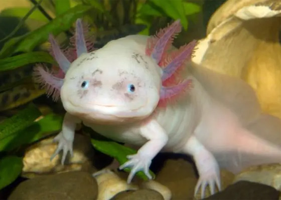 ربما لم ترها أبدا من قبل.. بالصور أغرب 10 حيوانات في العالم صورة رقم 2