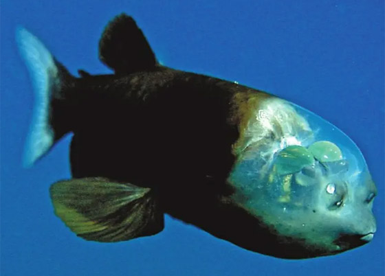 ربما لم ترها أبدا من قبل.. بالصور أغرب 10 حيوانات في العالم صورة رقم 3