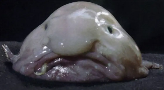 ربما لم ترها أبدا من قبل.. بالصور أغرب 10 حيوانات في العالم صورة رقم 4