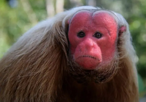 ربما لم ترها أبدا من قبل.. بالصور أغرب 10 حيوانات في العالم صورة رقم 5