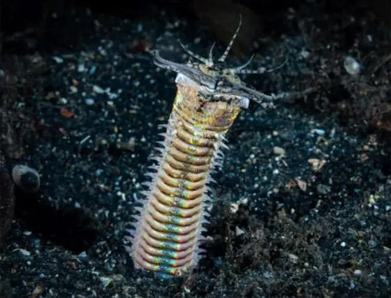 ربما لم ترها أبدا من قبل.. بالصور أغرب 10 حيوانات في العالم صورة رقم 6